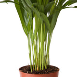 Goudpalm (Areca / Dypsis Palm)