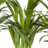 Goudpalm (Areca / Dypsis Palm)