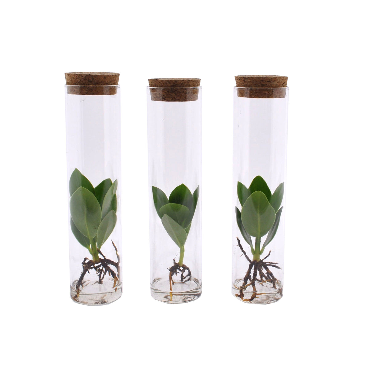 Clusia In Tube Set Van 3