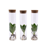Clusia In Tube Set Van 3