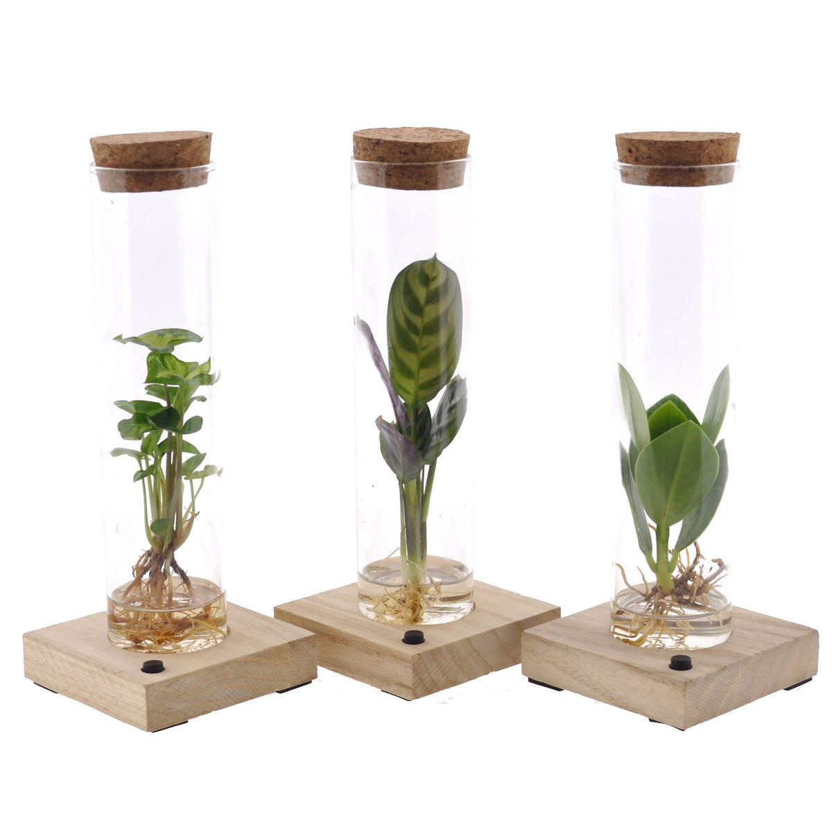 Clusia Princess, Ctenanthe en Syngonium ‘Arrow’ Mix in Tube + LED