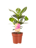 Clusia Princess