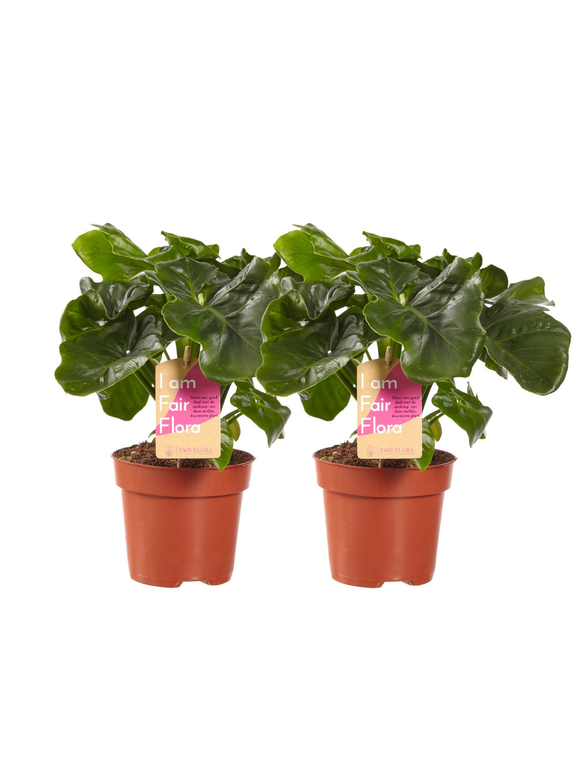 Philodendron Atom