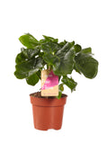 Philodendron Atom