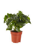 Philodendron Atom