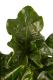 Philodendron Atom
