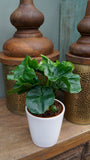 Philodendron Atom