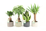 Plantenpakket Amazone Mix In Classic Stone