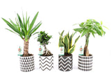 Plantenpakket Amazone Mix In Escher Keramiek