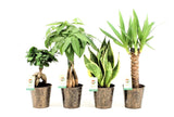 Plantenpakket Amazone Mix In Iron-Leaf