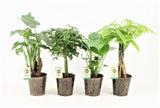 Plantenpakket Jungle Mix In Iron-Leaf