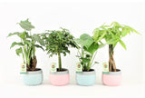 Plantenpakket Jungle Mix In Mint Mosaic Keramiek