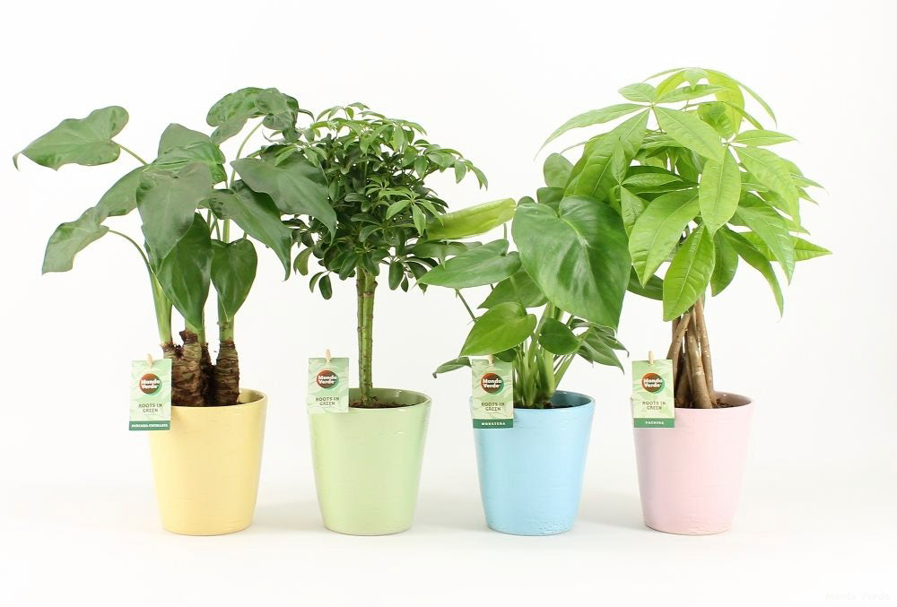 Plantenpakket Jungle Mix In Pastel Keramiek