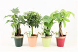 Plantenpakket Jungle Mix In Zink Met Touw