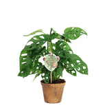 Apenbladplant Monstera ‘Monkey Leaf’
