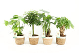 Tropic Mix In Noah Korb