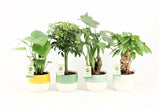 Tropic Mix In Two Tone Keramiek