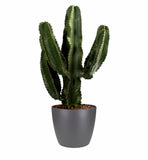 Euphorbia Erytrea Canarias Met Elho Sierpot (Brussels Round  Antraciet)