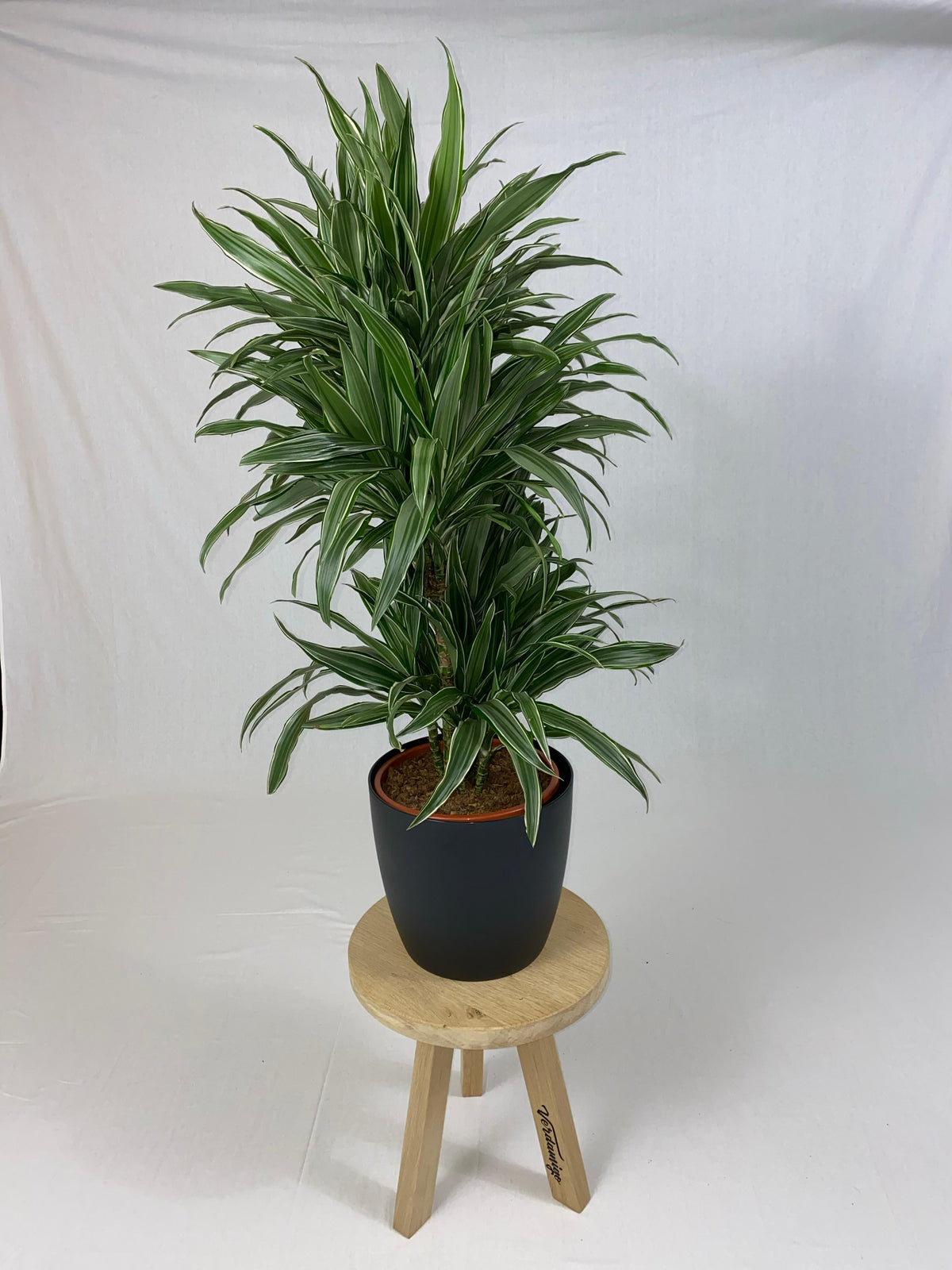 Drakenboom, Dracaena Warneckei Met Elhobrussels 30 Zwart