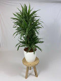 Drakenboom, Dracaena Warneckei Met Elhobrussels 30 Wit