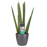 Sansevieria Cylindrica Met Elho Brussels Antracite