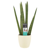 Sansevieria Cylindrica Met Elho Brussels Soap
