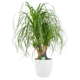 Decorum Beaucarnea Vertakt Met Elho Brussels White