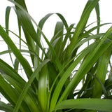 Decorum Beaucarnea Vertakt Met Elho Brussels White