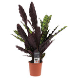 Calathea 'Insignis'