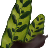 Calathea 'Insignis'