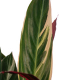 Decorum Calathea Triostar Met Elho Brussels Antracite