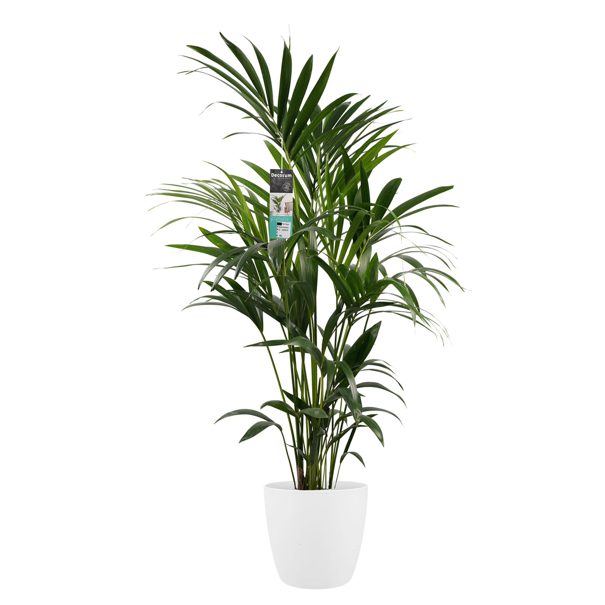 Decorum Kentia Met Elho Brussels White