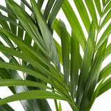 Decorum Kentia Met Elho Brussels White