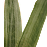 Sansevieria Aubrytniana Metallica