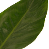 Philodendron Imperial Green Feel Green Met Elho B.for Soft White