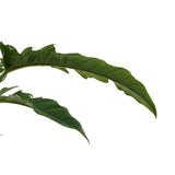 Philodendron Narrow Escape Feel Green Met Elho B.for Soft Antracite