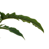 Philodendron Narrow Escape Feel Green Met Elho B.for Soft White