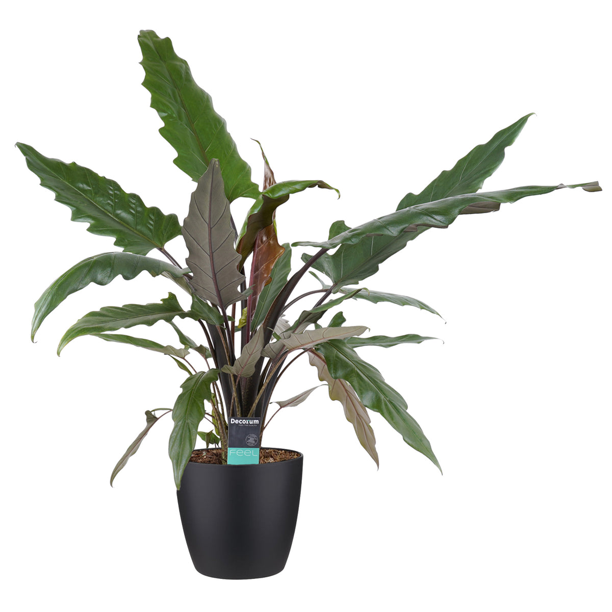 Decorum Alocasia Lauterbachiana Met Elho Brussels Living Black