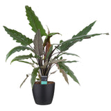 Decorum Alocasia Lauterbachiana Met Elho Brussels Living Black