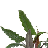 Decorum Alocasia Lauterbachiana
