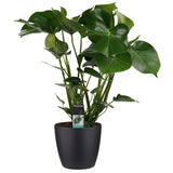 Monstera Deliciosa Met Elho Brussels Living Black
