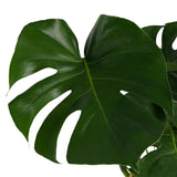 Monstera Deliciosa Met Elho Brussels Living Black
