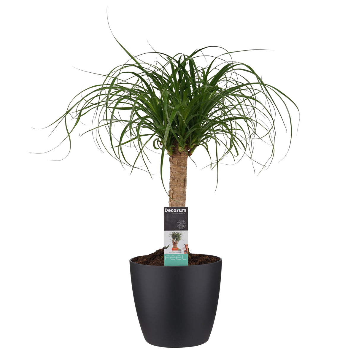 Decorum Beaucarnea In Elho Vibes Blauw