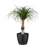 Decorum Beaucarnea In Elho Vibes Blauw