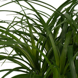 Decorum Beaucarnea In Elho Vibes Blauw