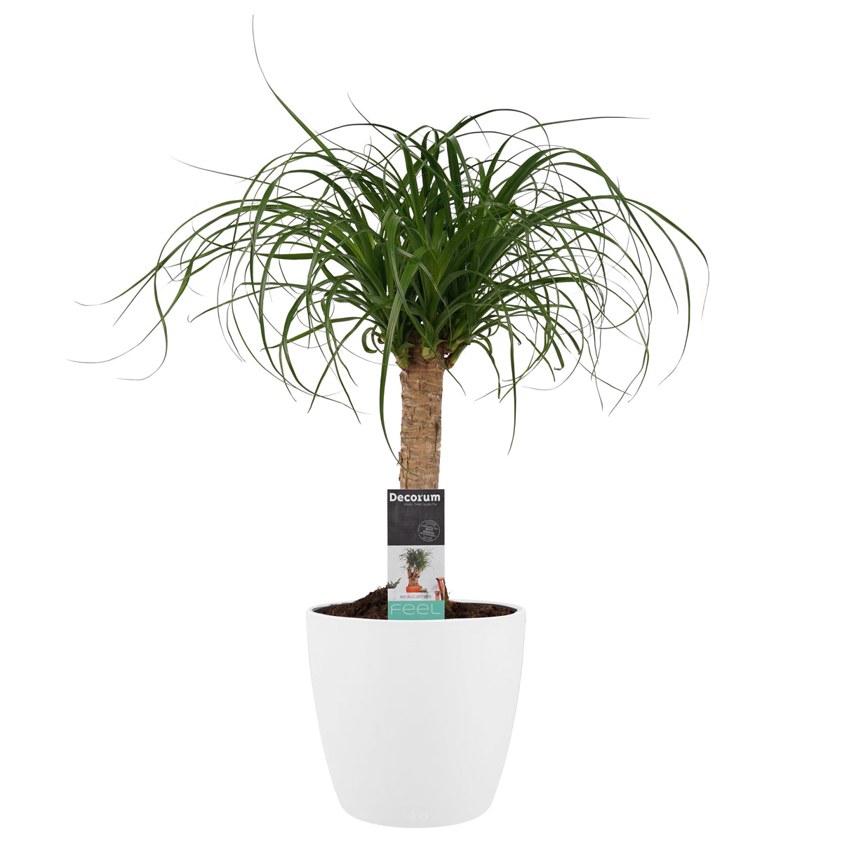 Decorum Beaucarnea In Elho Vibes Blauw