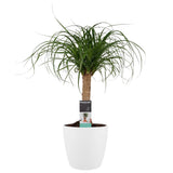 Decorum Beaucarnea In Elho Vibes Blauw