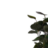 Decorum Polyscias Fabian Vertakt Met Elho Brussels White
