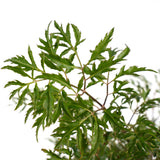 Decorum Polyscias Hawaiiana Ming Vertakt Met Elho Brussels Living Black