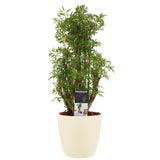 Decorum Polyscias Hawaiiana Ming Vertakt Met Elho Brussels Soap